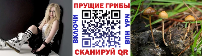 ОМГ ОМГ онион  Карачаевск  Псилоцибиновые грибы GOLDEN TEACHER 